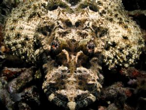 A tiny blenny inadvertently pointed out this flathead by ... by Erin Quigley 